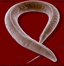 Vivir en el espacio podría ralentizar el envejecimiento