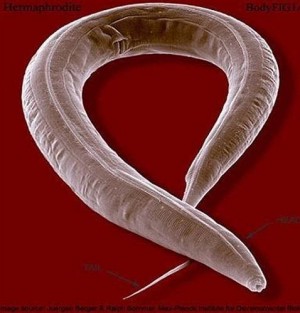 Vivir en el espacio podría ralentizar el envejecimiento