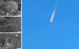 Meteorito que cayó en Sri Lanka contiene fósiles de Algas