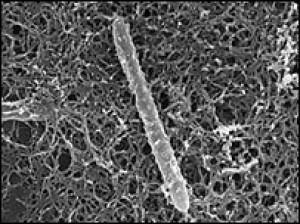 ¿Una Bacteria Extraterrestre?