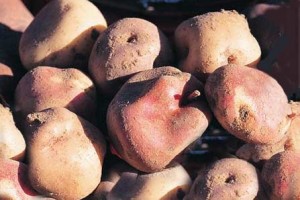 Papa peruana será cultivada en el espacio por astronautas rusos