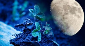 La NASA planea cultivar plantas en la luna en 2015